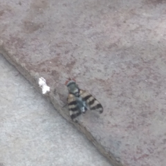 Ceroxys urticae