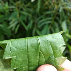 Urtica sondenii