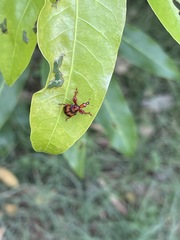 Apoderina