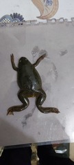 Xenopus