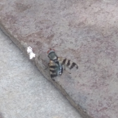 Ceroxys urticae