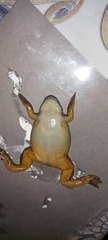 Xenopus