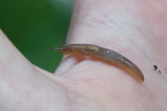 Stylommatophora