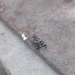 Ceroxys urticae