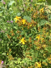 Hypericum maculatum obtusiusculum