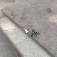 Ceroxys urticae