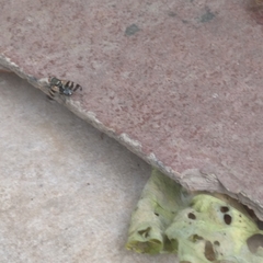 Ceroxys urticae