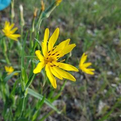 Tragopogon podolicus