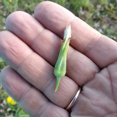 Tragopogon podolicus