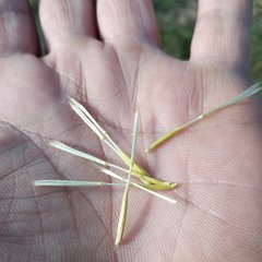 Tragopogon podolicus