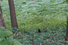 Turdus merula