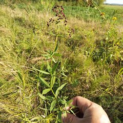 Galium × pseudoboreale