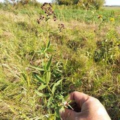Galium × pseudoboreale