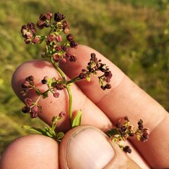 Galium × pseudoboreale