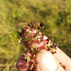 Galium × pseudoboreale
