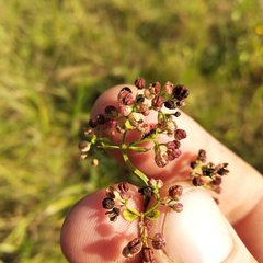 Galium × pseudoboreale
