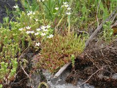 Saxifraga fragosoi