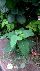 Ficus religiosa