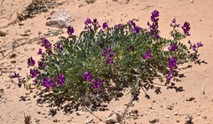 Astragalus amphioxys