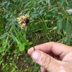 Bolboschoenus planiculmis