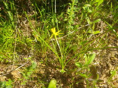 Pauridia serrata serrata