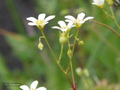Saxifraga fragosoi