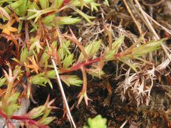 Saxifraga fragosoi
