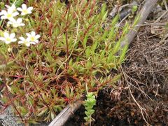 Saxifraga fragosoi