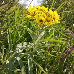 Jacobaea paludosa lanata