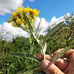 Jacobaea paludosa lanata