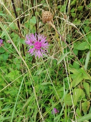 Centaurea