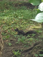 Sciurus vulgaris