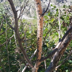 Peniophora aurantiaca