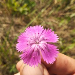 Dianthus pratensis