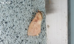 Dendrolimus superans