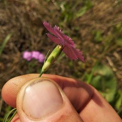 Dianthus pratensis