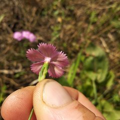 Dianthus pratensis