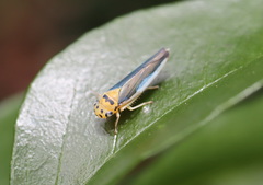 Ishidaella albomarginata