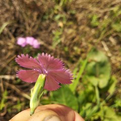 Dianthus pratensis