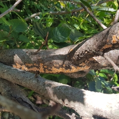 Peniophora aurantiaca