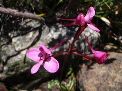 Disa marlothii