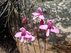 Disa marlothii