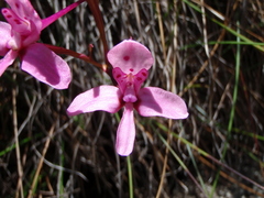 Disa marlothii