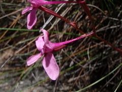 Disa marlothii