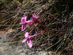 Disa marlothii