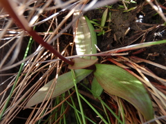 Disa marlothii