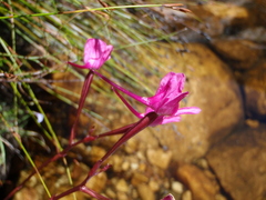 Disa marlothii