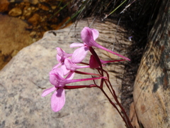 Disa marlothii