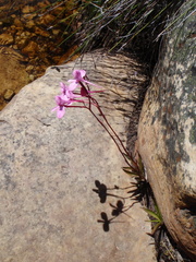 Disa marlothii