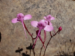 Disa marlothii